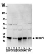 CGGBP1 Polyclonal Antibody