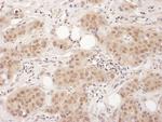 EDF-1 Antibody in Immunohistochemistry (Paraffin) (IHC (P))