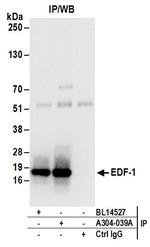 EDF-1 Antibody in Immunoprecipitation (IP)
