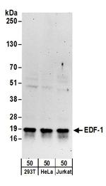 EDF-1 Antibody in Western Blot (WB)