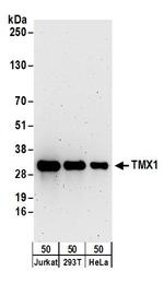TMX1 Antibody in Western Blot (WB)