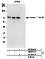 Gamma-Taxilin Antibody in Immunoprecipitation (IP)