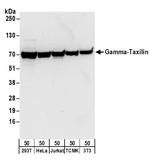 Gamma-Taxilin Polyclonal Antibody