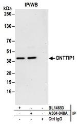 DNTTIP1 Antibody in Immunoprecipitation (IP)
