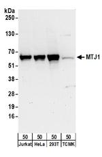 MTJ1 Antibody in Western Blot (WB)