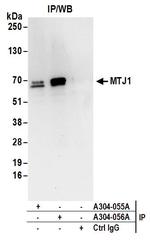 MTJ1 Antibody in Immunoprecipitation (IP)