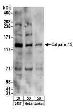 Calpain-15 Polyclonal Antibody