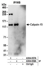 Calpain-15 Polyclonal Antibody