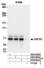 ZNF503 Antibody in Immunoprecipitation (IP)