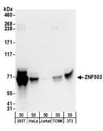 ZNF503 Polyclonal Antibody