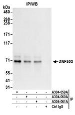 ZNF503 Antibody in Immunoprecipitation (IP)