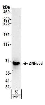 ZNF503 Polyclonal Antibody