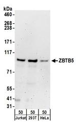 ZBTB5 Antibody in Western Blot (WB)
