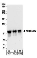 Cyclin M3 Polyclonal Antibody