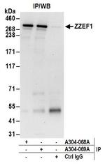 ZZEF1 Polyclonal Antibody