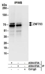 ZNF703 Antibody in Immunoprecipitation (IP)
