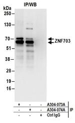 ZNF703 Polyclonal Antibody