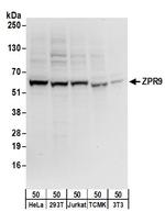 ZPR9 Polyclonal Antibody
