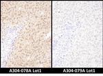 WWOX Polyclonal Antibody