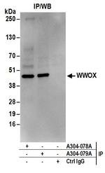 WWOX Antibody in Immunoprecipitation (IP)
