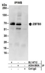 ZBTB3 Antibody in Immunoprecipitation (IP)