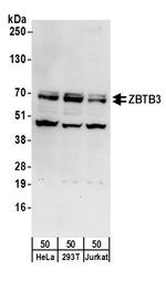 ZBTB3 Polyclonal Antibody