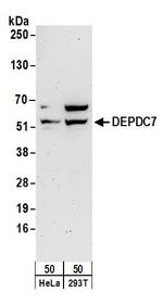 DEPDC7 Polyclonal Antibody