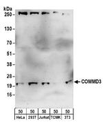 COMMD3 Polyclonal Antibody