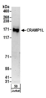 CRAMP1L Antibody in Western Blot (WB)
