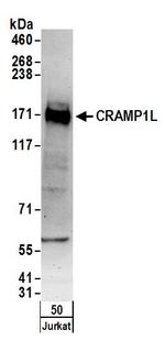 CRAMP1L Polyclonal Antibody