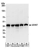 UCH37 Polyclonal Antibody