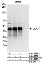 UCH37 Polyclonal Antibody