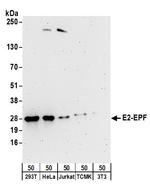 E2-EPF Polyclonal Antibody