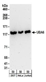 UBA6 Polyclonal Antibody