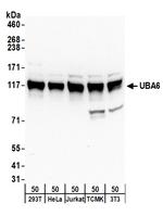 UBA6 Polyclonal Antibody