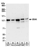 UBA6 Polyclonal Antibody