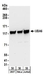UBA6 Polyclonal Antibody