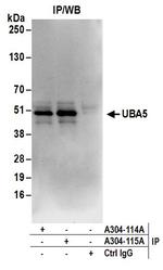 UBA5 Polyclonal Antibody