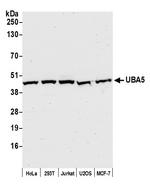 UBA5 Polyclonal Antibody