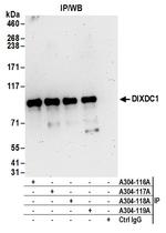 DIXDC1 Polyclonal Antibody