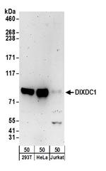 DIXDC1 Polyclonal Antibody