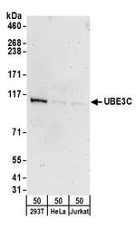 UBE3C Polyclonal Antibody