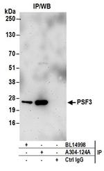 PSF3 Antibody in Immunoprecipitation (IP)