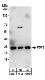 PSF3 Antibody in Western Blot (WB)