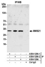 MMS21 Polyclonal Antibody