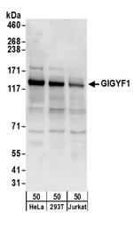 GIGYF1 Polyclonal Antibody