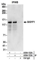 GIGYF1 Polyclonal Antibody
