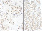 c-Myb Polyclonal Antibody