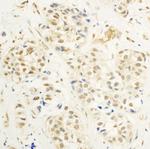 c-Myb Polyclonal Antibody