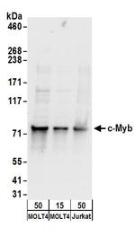c-Myb Polyclonal Antibody